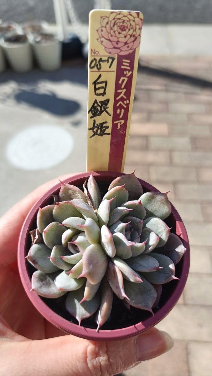 3号鉢 そわそわ札付きポットごとメルカリ便おらいさん苗ミックスベリア 3